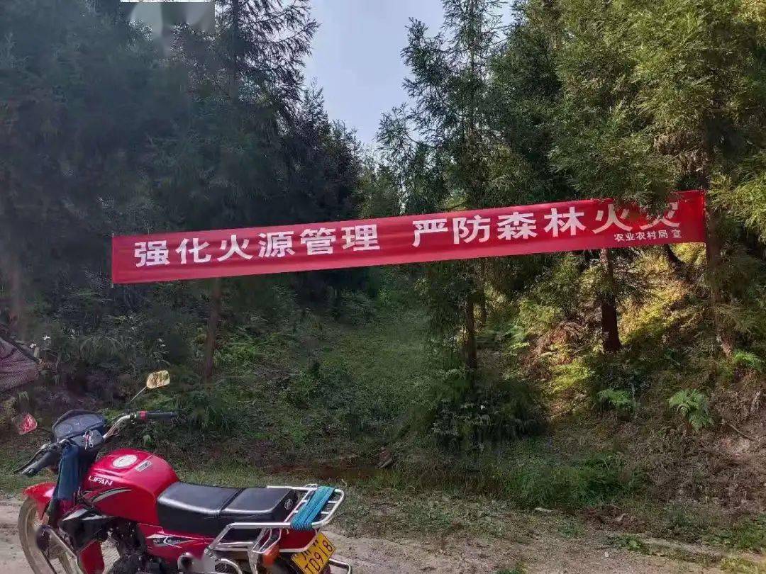 包含森林火队主帅自责球队失分，寻找牛鼻近路变局的词条