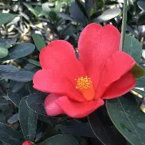 红黄蓝疯狂！中国顶级联赛谁能称王？的简单介绍