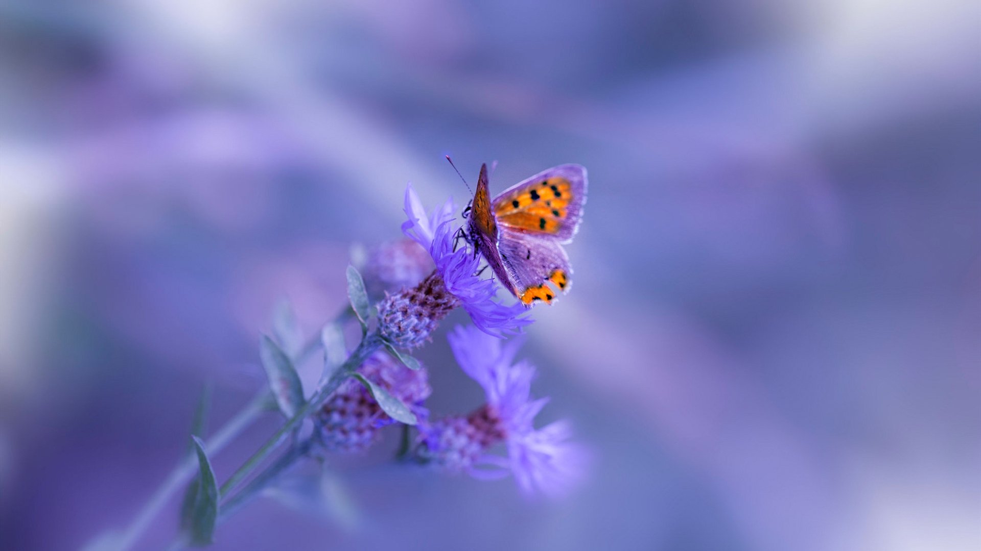 意甲焦点战之夜,努涅斯冠军级表现点燃争冠烽火