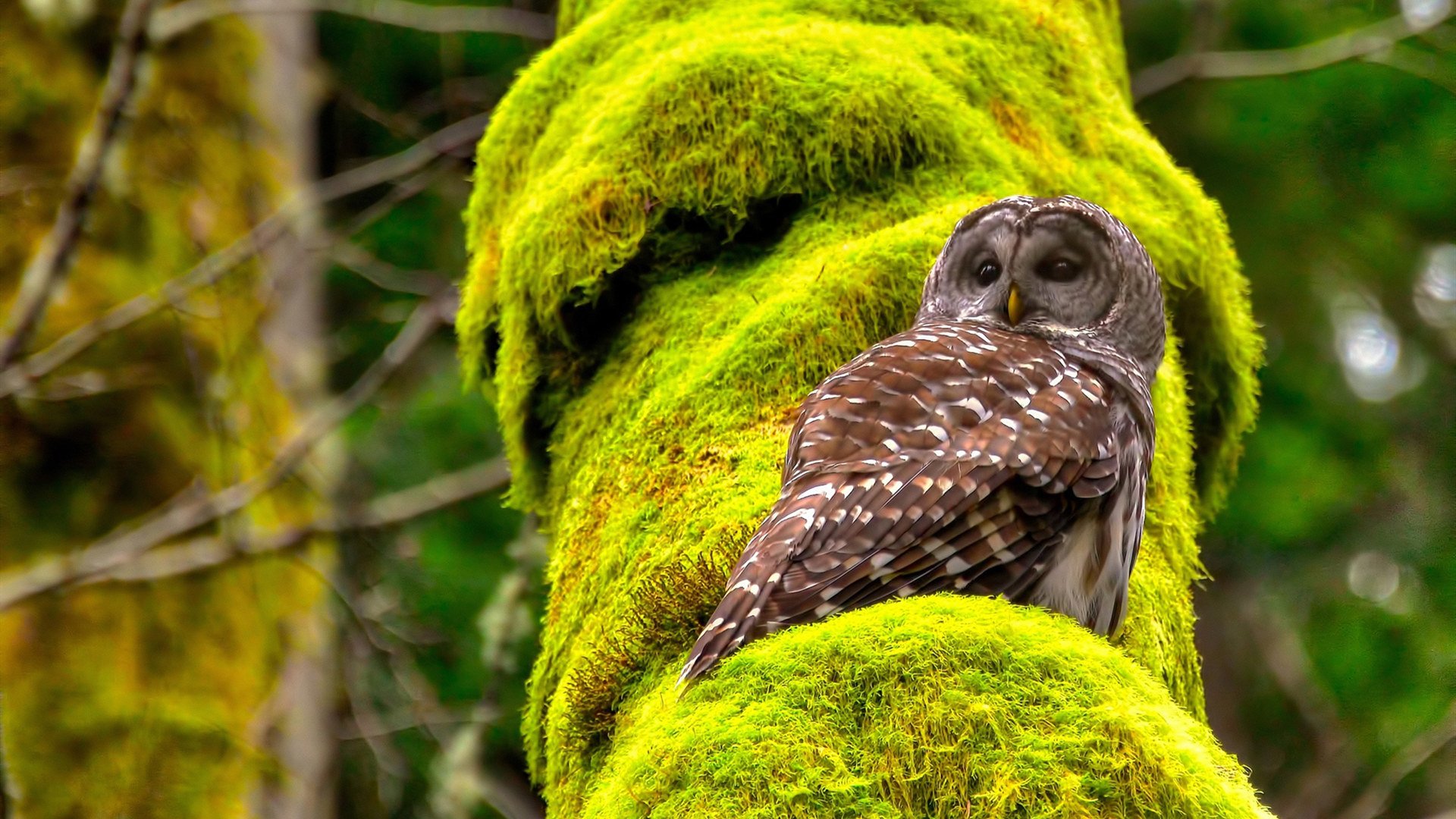 库里神勇掌控全局，公牛队力克新疆队迎胜利