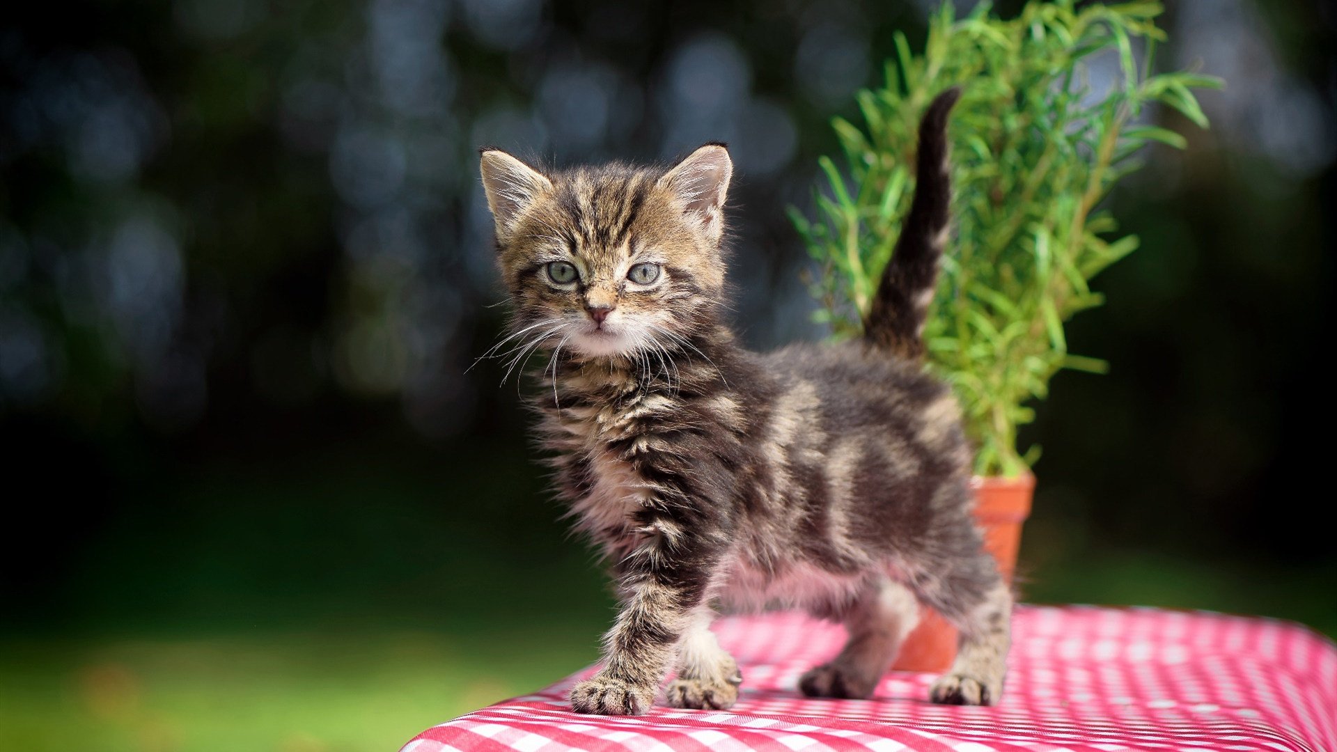 关键战夜，拉文一剑封喉