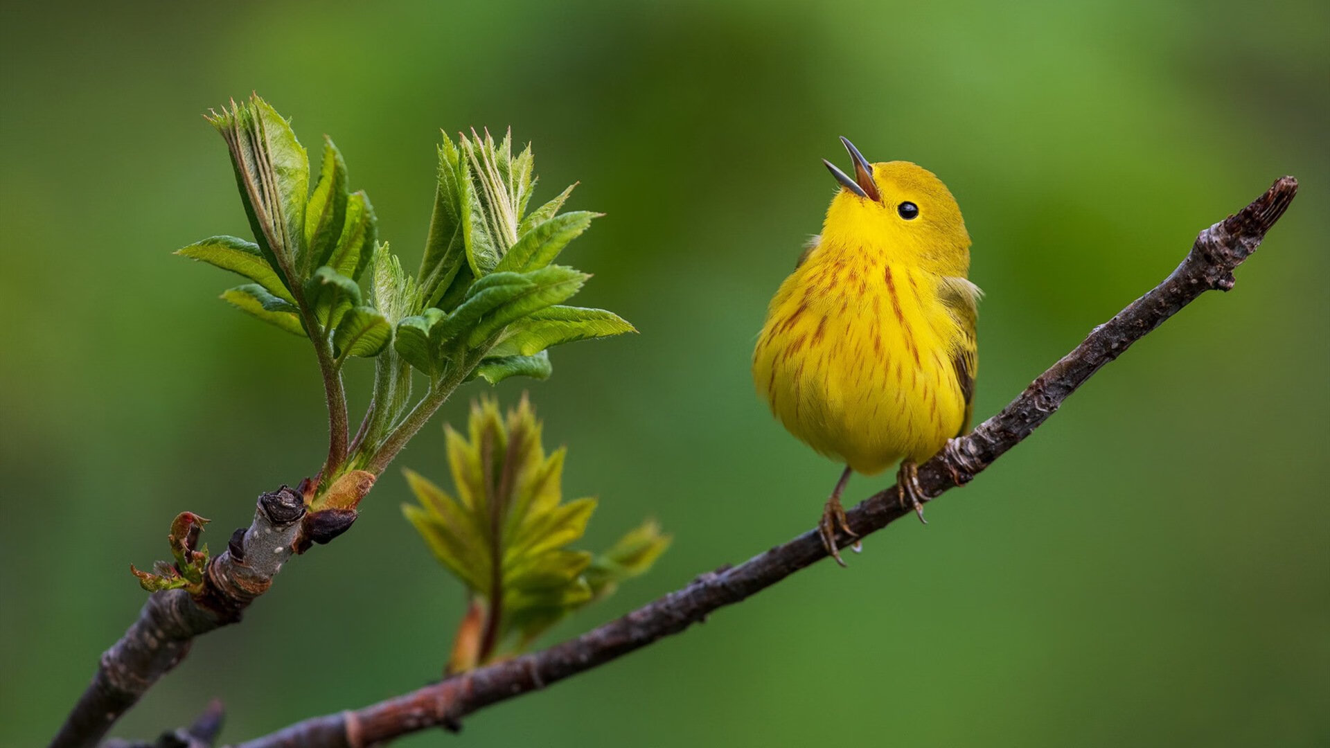跨界对决，塔图姆用东方智慧为上海队按下胜利密钥