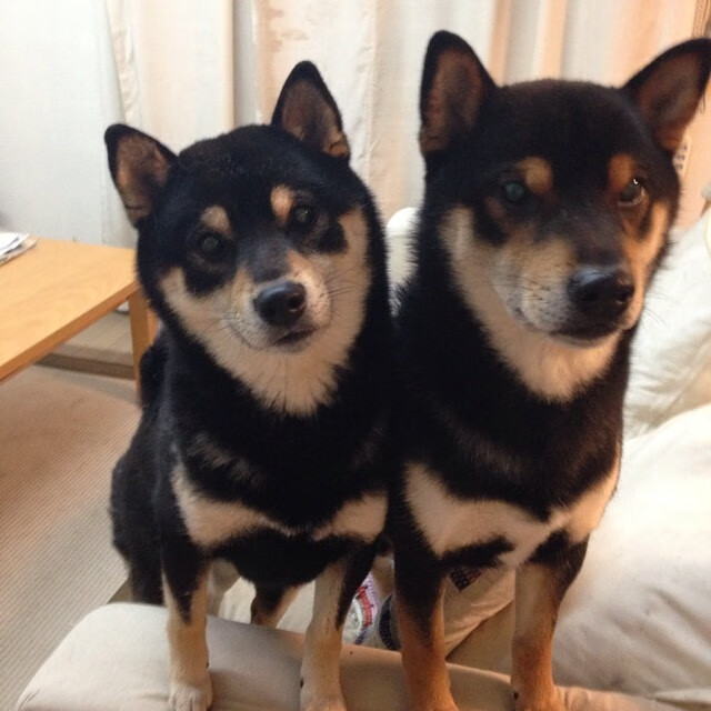 东方龙吟难敌紫金风暴，德罗赞高能输出助湖人末节带走辽宁