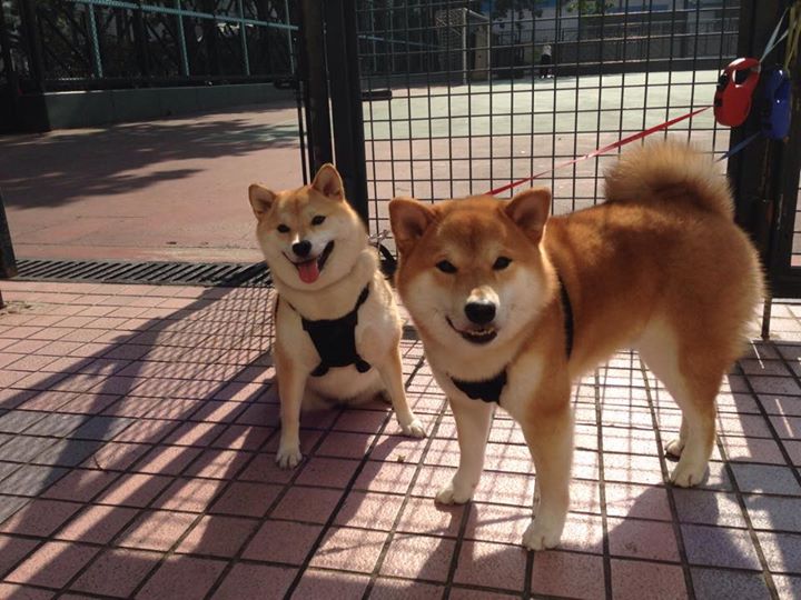 足球变革的双重奏,拜仁带走卡塔尔资源,卡拉斯科在意甲焦点战接管比赛