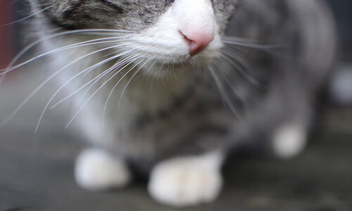 世界排名争夺战焦点战，南非最后时刻逆转法国