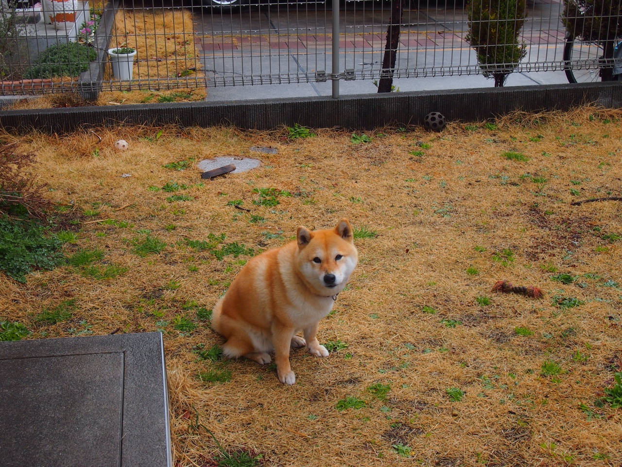 疾驰与跳跃，F1引擎与篮球精神的跨界交响