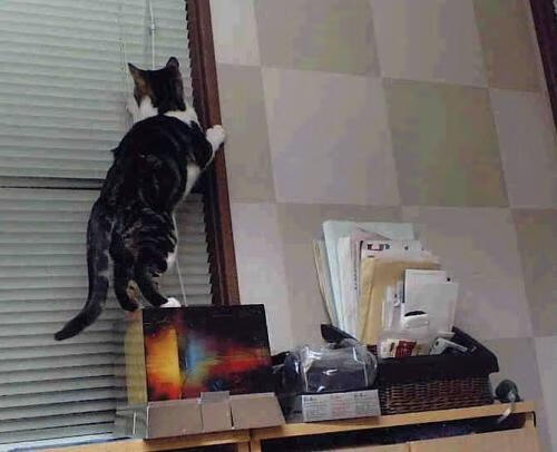 尼日利亚强行终结巴西，罗德里戈成为关键先生