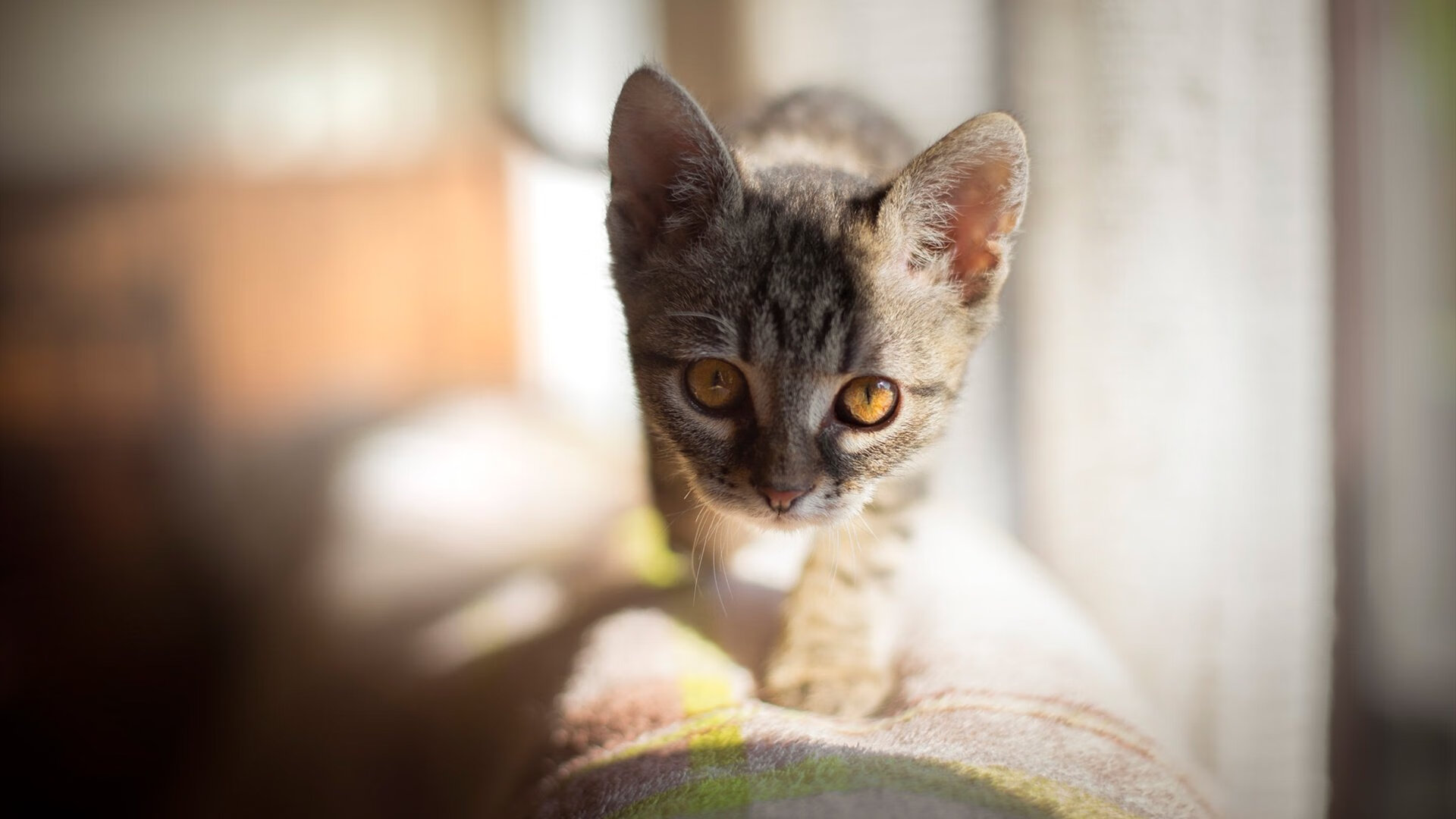 风暴眼无声，萨卡一箭定乾坤，巴西绿茵踏平塞内加尔