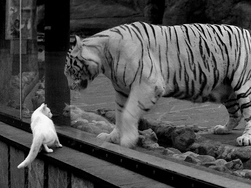 森林狼横扫黄蜂，浓眉戴维斯化身关键先生定乾坤