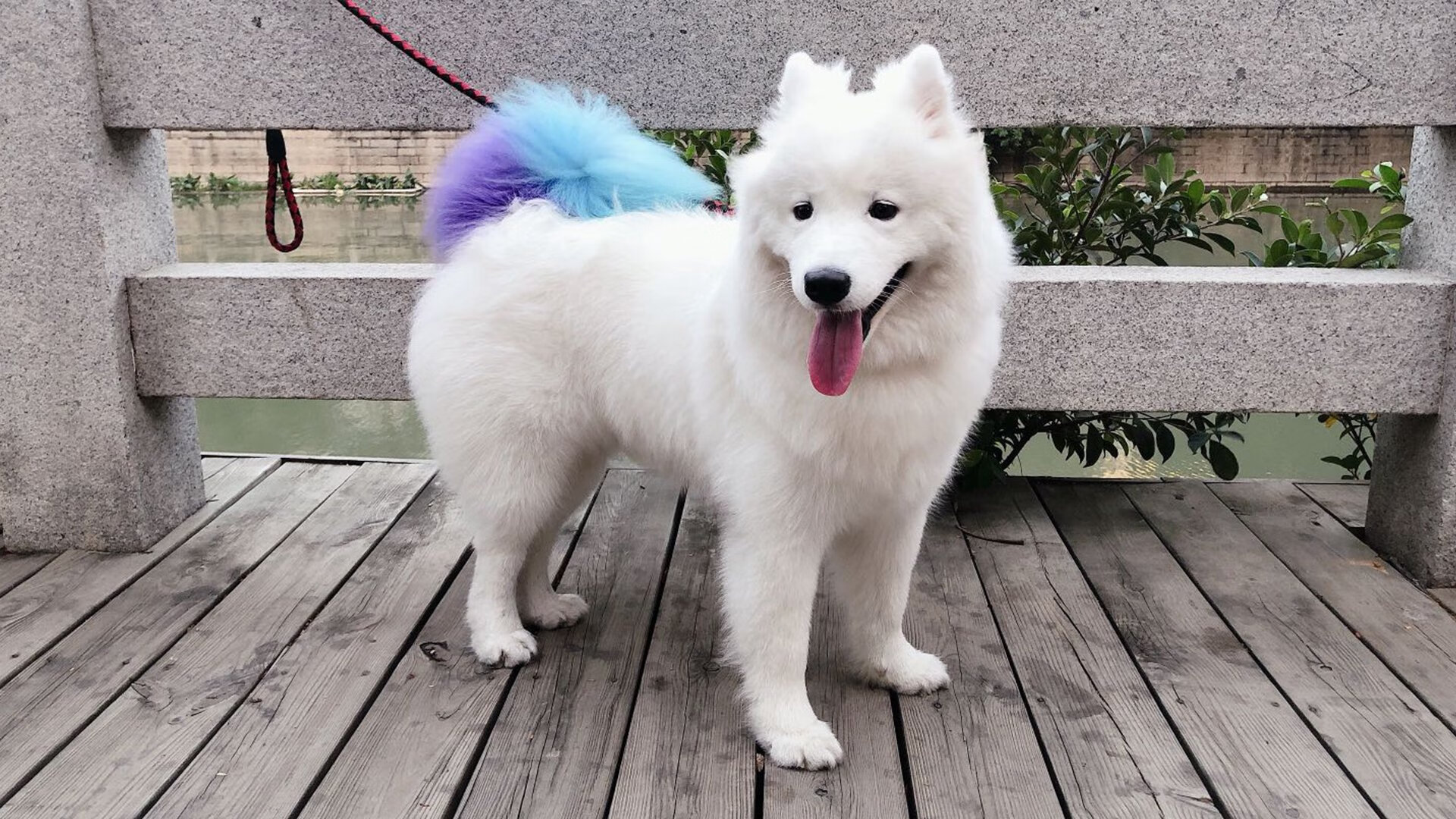 红黑重剑破蓝黑坚盾，欧冠淘汰赛焦点战，AC米兰斩落亚特兰大