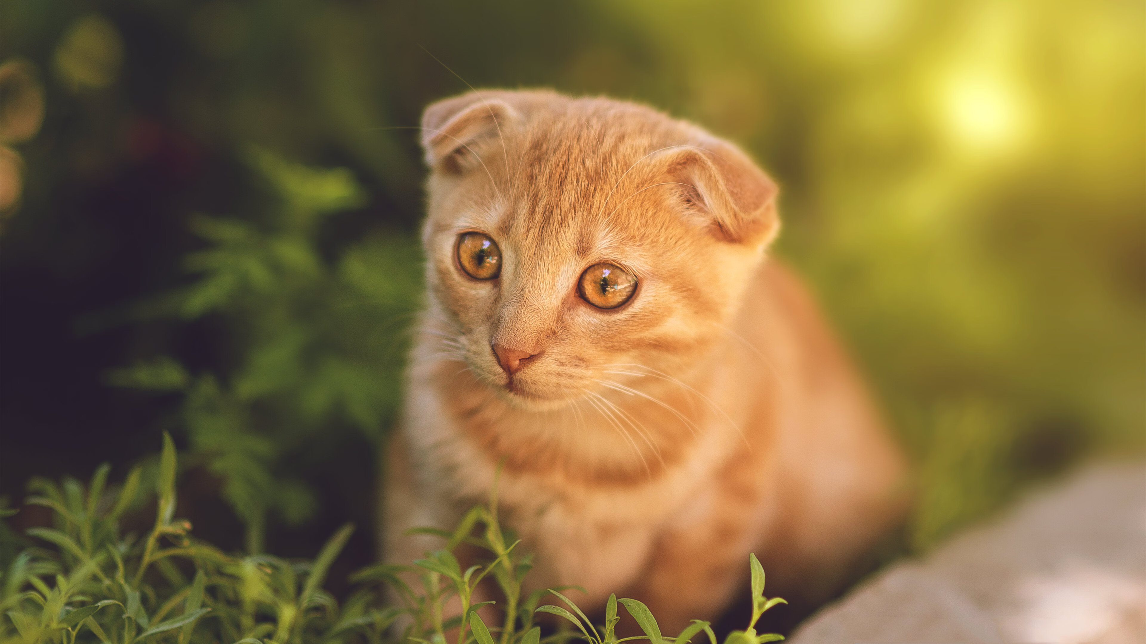 从夏洛特到马尼拉，斯蒂芬·库里的双重奇迹时刻